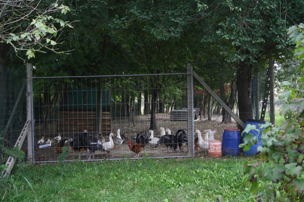I Guardiani Bed & Breakfast Carlino Luaran gambar